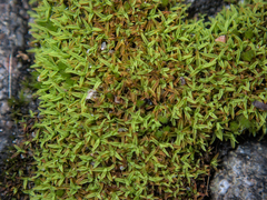 Bryoerythrophyllum recurvirostrum
