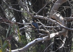 Acanthorhynchus tenuirostris