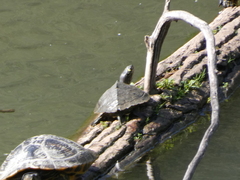 Graptemys ouachitensis