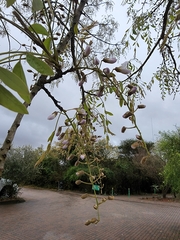 Bolusanthus speciosus