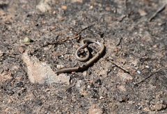 Aprasia striolata