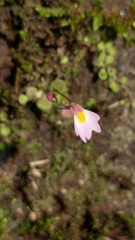 Utricularia striatula