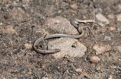 Aprasia striolata