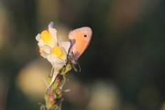 Coenonympha pamphilus