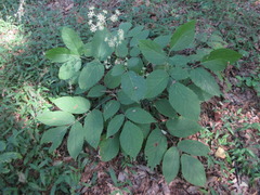Aralia