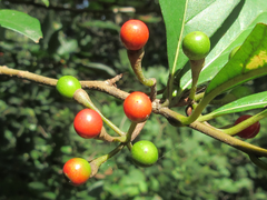 Lindera erythrocarpa