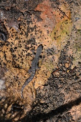 Christinus marmoratus