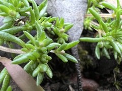 Crassula sieberiana