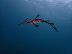 Phyllopteryx taeniolatus