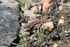 Underwoodisaurus milii