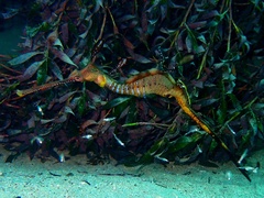 Phyllopteryx taeniolatus