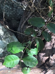 Loeseneriella barbata