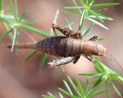 Arachnocephalus vestitus