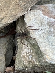 Tigrosa helluo