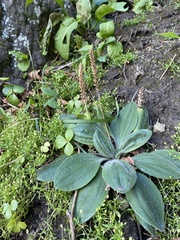 Plantago camtschatica