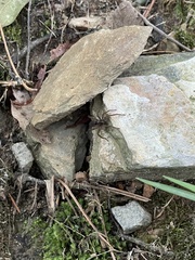 Tigrosa helluo