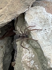 Tigrosa helluo