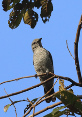 Lalage fimbriata