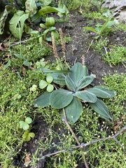 Plantago camtschatica