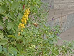 Xylocopa aestuans