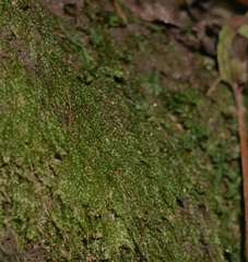 Plagiothecium cavifolium