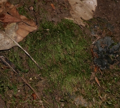 Plagiothecium cavifolium