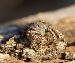 Maratus