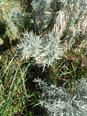 Artemisia arborescens