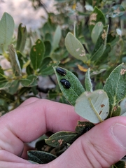 Chrysomela aeneicollis