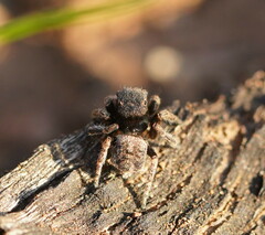 Maratus vespertilio