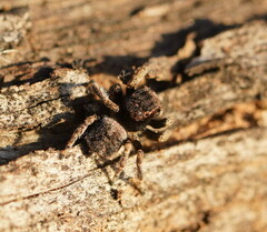 Maratus vespertilio