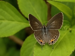 Luthrodes pandava