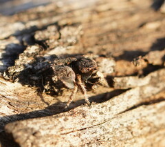 Maratus vespertilio