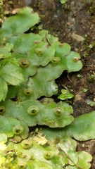 Marchantia