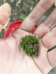 Fissidens dubius