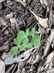 Oxalis purpurea