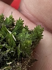 Fissidens dubius