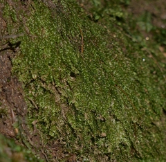 Plagiothecium cavifolium