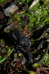 Trichoglossum