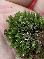 Fissidens dubius