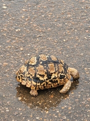 Stigmochelys pardalis