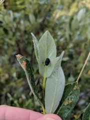 Chrysomela aeneicollis