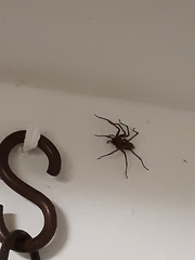 Tegenaria ferruginea