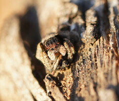 Maratus vespertilio