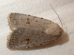 Caradrina kadenii