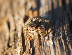 Maratus