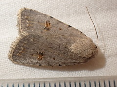 Caradrina kadenii
