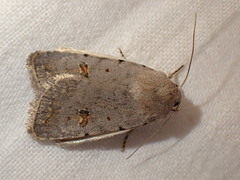 Caradrina kadenii