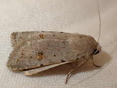 Caradrina kadenii