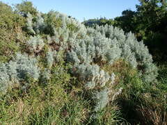 Artemisia arborescens